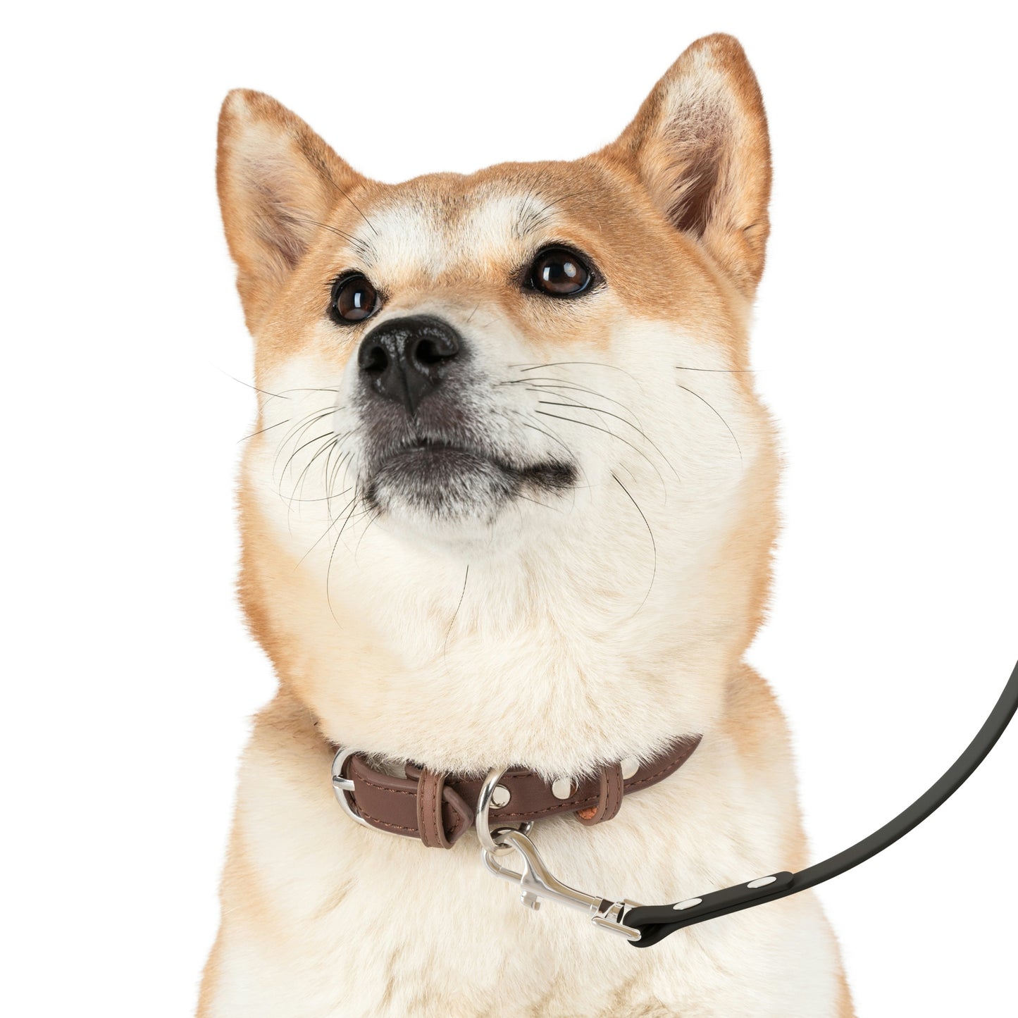 Sanibel Siesta Dog Leash